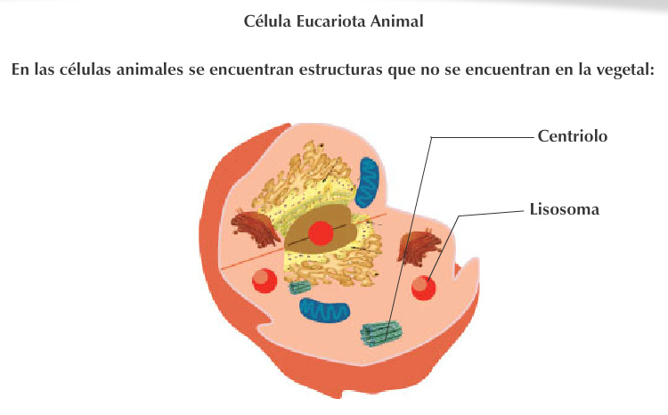 EJEMPLO DE CÉLULAS ANIMAL Y VEGETAL