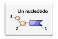 nucleotido