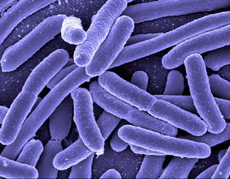Imagen de bacteria.